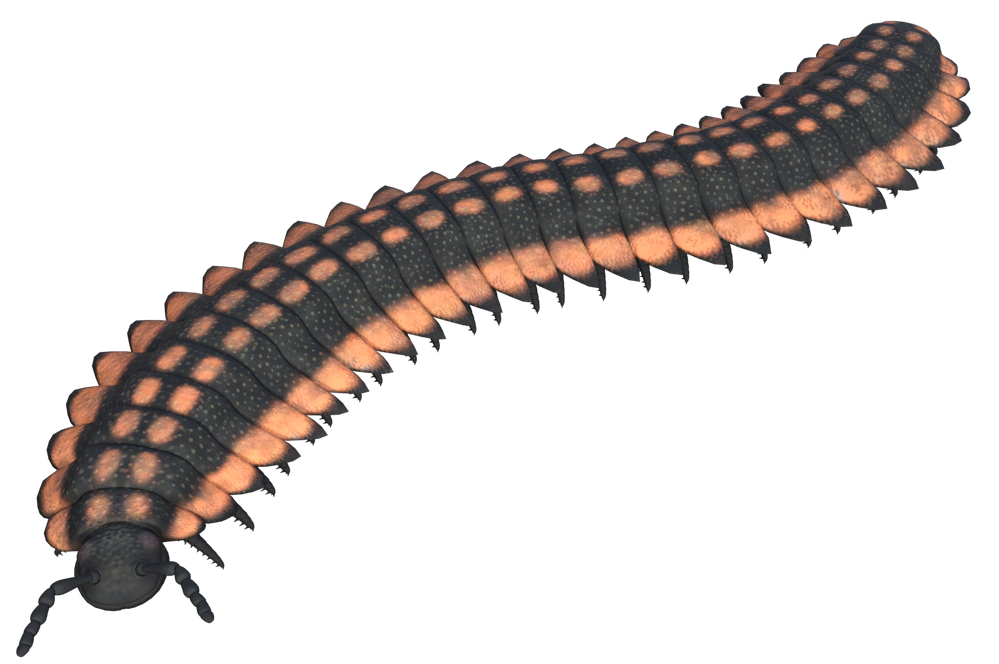 Arthropleura Blank Meme Template