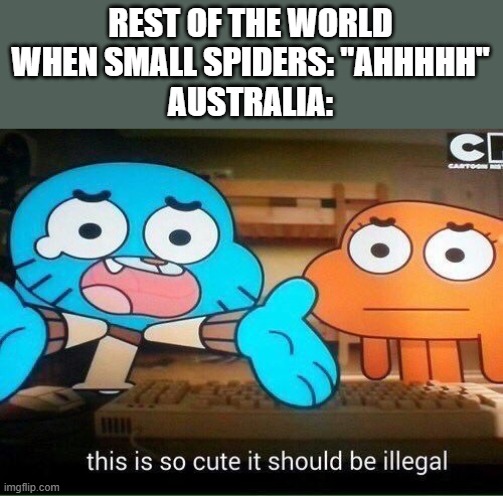 This Is So Cute It Should Be Illegal | REST OF THE WORLD WHEN SMALL SPIDERS: "AHHHHH"
AUSTRALIA: | image tagged in this is so cute it should be illegal | made w/ Imgflip meme maker