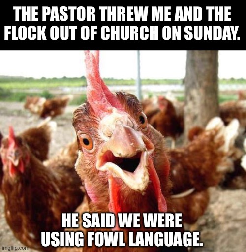 Flock | THE PASTOR THREW ME AND THE FLOCK OUT OF CHURCH ON SUNDAY. HE SAID WE WERE USING FOWL LANGUAGE. | image tagged in chicken | made w/ Imgflip meme maker