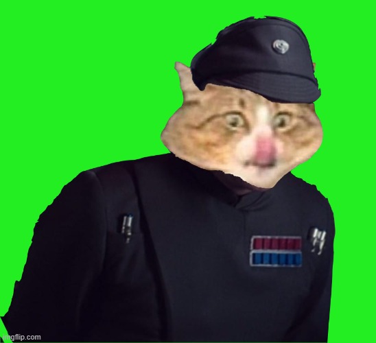 meowr | image tagged in imperial cat | made w/ Imgflip meme maker