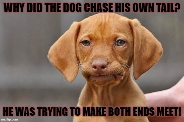 Daily Bad Dad Joke September 1 2022 | WHY DID THE DOG CHASE HIS OWN TAIL? HE WAS TRYING TO MAKE BOTH ENDS MEET! | image tagged in dissapointed puppy | made w/ Imgflip meme maker