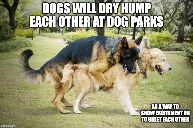 German Shepherd Humping a Labrador | DOGS WILL DRY HUMP EACH OTHER AT DOG PARKS; AS A WAY TO SHOW EXCITEMENT OR TO GREET EACH OTHER | image tagged in dogs,german shepherd,labrador,memes | made w/ Imgflip meme maker