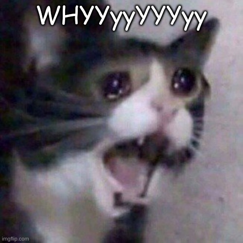 Screaming Cat meme | WHYYyyYYYyy | image tagged in screaming cat meme | made w/ Imgflip meme maker