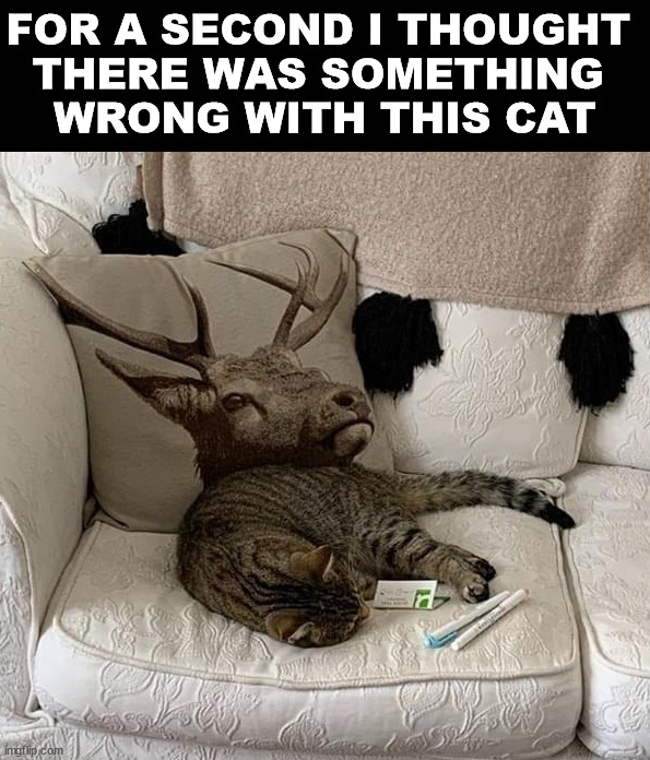 FOR A SECOND I THOUGHT 
THERE WAS SOMETHING 
WRONG WITH THIS CAT | image tagged in cats | made w/ Imgflip meme maker