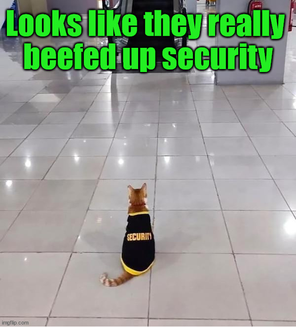 The cat will cut you | Looks like they really 
beefed up security | image tagged in cats,security | made w/ Imgflip meme maker