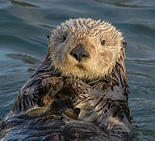 High Quality Sea otter Blank Meme Template