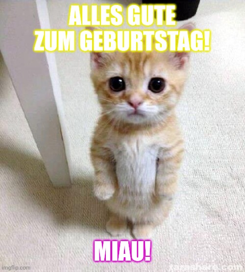 Cute Cat Meme | ALLES GUTE ZUM GEBURTSTAG! MIAU! | image tagged in memes,cute cat | made w/ Imgflip meme maker