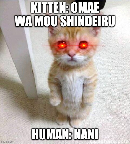 Cute Cat Meme | KITTEN: OMAE WA MOU SHINDEIRU; HUMAN: NANI | image tagged in memes,cute cat | made w/ Imgflip meme maker