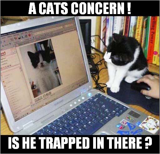 Save Him ! | A CATS CONCERN ! IS HE TRAPPED IN THERE ? | image tagged in cats,concern,trapped,computer | made w/ Imgflip meme maker