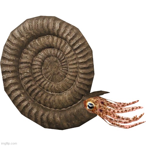 Ammonite | image tagged in ammonite | made w/ Imgflip meme maker