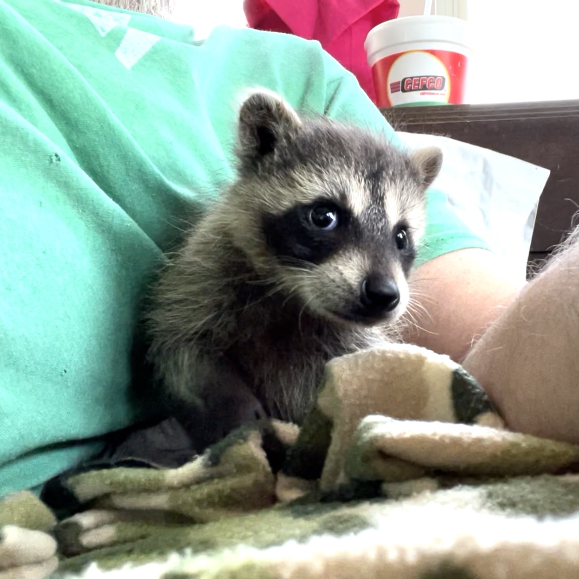 So you’re telling me - raccoon Blank Meme Template