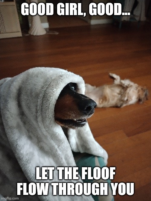Darth Dachsund | GOOD GIRL, GOOD... LET THE FLOOF FLOW THROUGH YOU | image tagged in star wars emperor | made w/ Imgflip meme maker