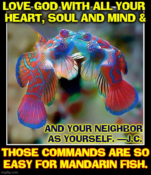 The Two Great Commandments | LOVE GOD WITH ALL YOUR 
HEART, SOUL AND MIND &; AND YOUR NEIGHBOR 
AS YOURSELF. —J.C. THOSE COMMANDS ARE SO
EASY FOR MANDARIN FISH. | image tagged in vince vance,bible,memes,new testament,mandarin,fish | made w/ Imgflip meme maker