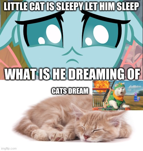 LITTLE CAT IS SLEEPY LET HIM SLEEP; WHAT IS HE DREAMING OF; CATS DREAM | image tagged in sad ocellus mlp | made w/ Imgflip meme maker