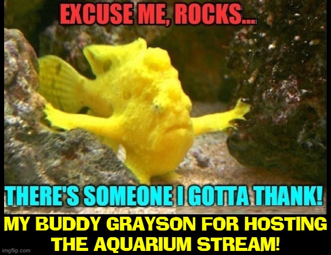 Aquarium Stream is Picking Up Steam! | MY BUDDY GRAYSON FOR HOSTING
THE AQUARIUM STREAM! | image tagged in vince vance,aquarium,pets,memes,fish,thank you | made w/ Imgflip meme maker