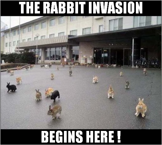 Be Afraid ... Very Afraid ! | THE RABBIT INVASION; BEGINS HERE ! | image tagged in fun,be afraid,rabbits,invasion | made w/ Imgflip meme maker