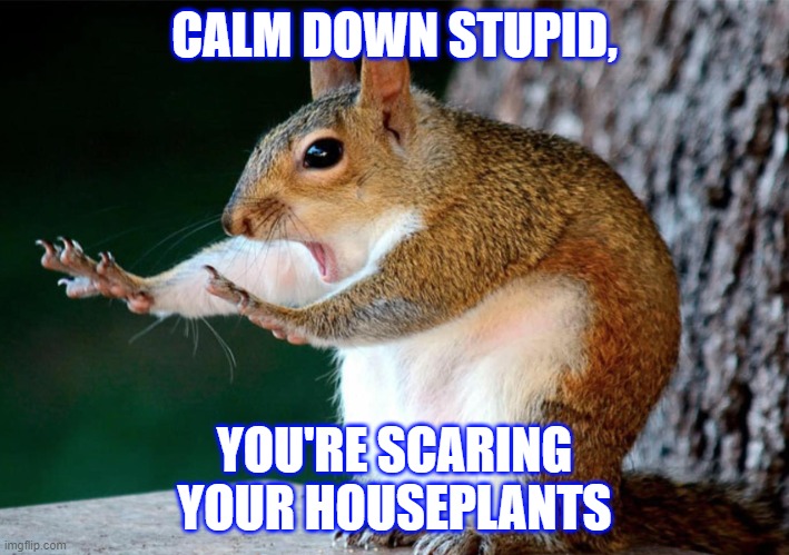 Calm down chipmunk |  CALM DOWN STUPID, YOU'RE SCARING YOUR HOUSEPLANTS | image tagged in calm down chipmunk,calm down,squirrel,relax | made w/ Imgflip meme maker