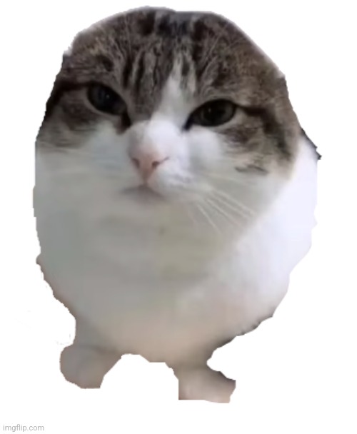 Wawa cat Transparent | image tagged in wawa cat transparent | made w/ Imgflip meme maker