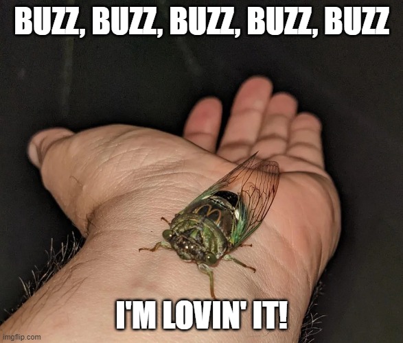 McDonald's CIcada | BUZZ, BUZZ, BUZZ, BUZZ, BUZZ; I'M LOVIN' IT! | image tagged in mcdonald's cicada | made w/ Imgflip meme maker