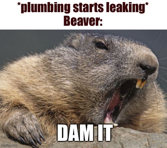 Image Title | *plumbing starts leaking*
Beaver:; DAM IT | image tagged in dam,beaver,plumbing | made w/ Imgflip meme maker