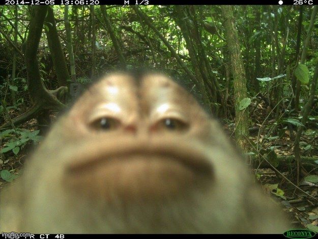 what my microwave sees at 4AM | image tagged in monki | made w/ Imgflip meme maker