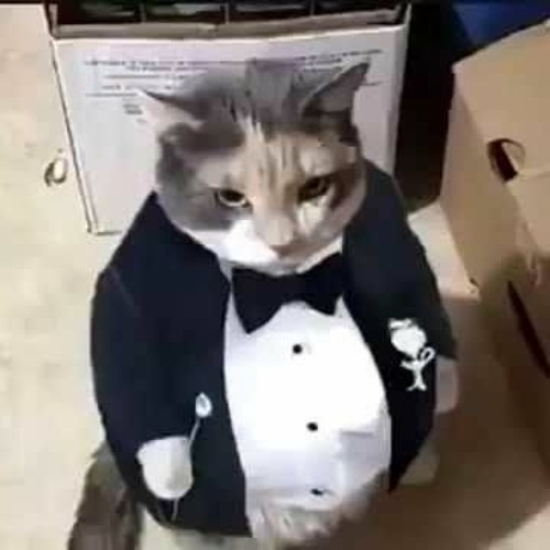 High Quality Fatass cat in a tuxedo Blank Meme Template