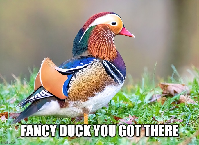 Mandarin ducks look the best out of all the other ducks. Change my mind | FANCY DUCK YOU GOT THERE | made w/ Imgflip meme maker