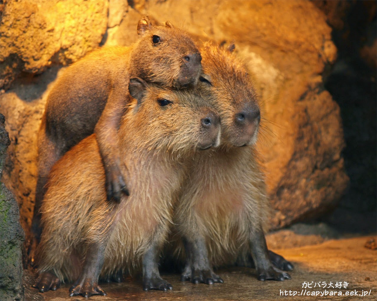 High Quality Capybara hugging others Blank Meme Template