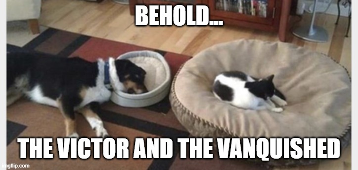 BEHOLD... THE VICTOR AND THE VANQUISHED | image tagged in cat,dog | made w/ Imgflip meme maker