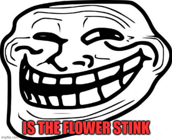 Troll Face Meme | IS THE FLOWER STINK | image tagged in memes,troll face | made w/ Imgflip meme maker