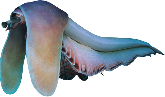 Balhuticaris Blank Meme Template