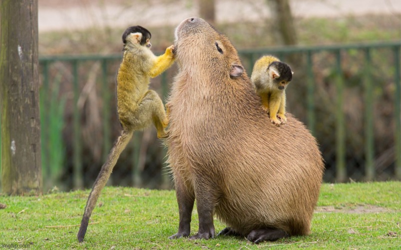 capybara | image tagged in capybara | made w/ Imgflip meme maker