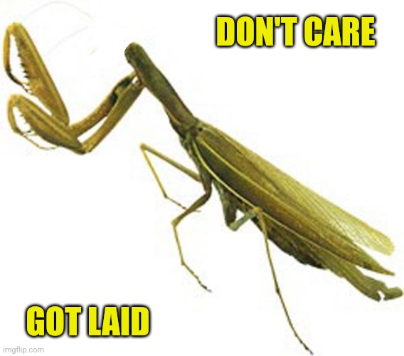 Headless Praying Mantis | DON'T CARE GOT LAID | image tagged in headless praying mantis | made w/ Imgflip meme maker