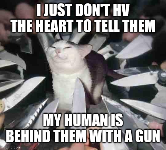 Knife Cat | I JUST DON'T HV THE HEART TO TELL THEM; MY HUMAN IS BEHIND THEM WITH A GUN | image tagged in knife cat | made w/ Imgflip meme maker