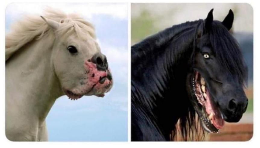 Dog faced ponies Blank Meme Template
