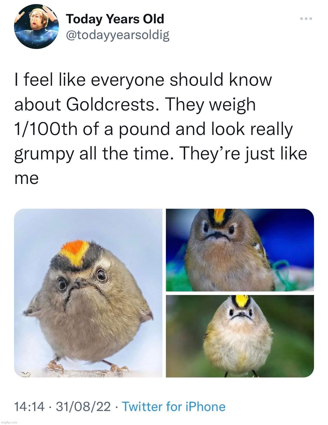Goldcrests look like me | image tagged in goldcrests look like me | made w/ Imgflip meme maker