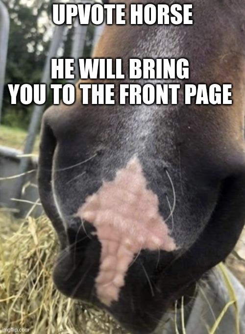 I know it only shows the nose, but he nose how to get upvotes. | UPVOTE HORSE; HE WILL BRING YOU TO THE FRONT PAGE | made w/ Imgflip meme maker