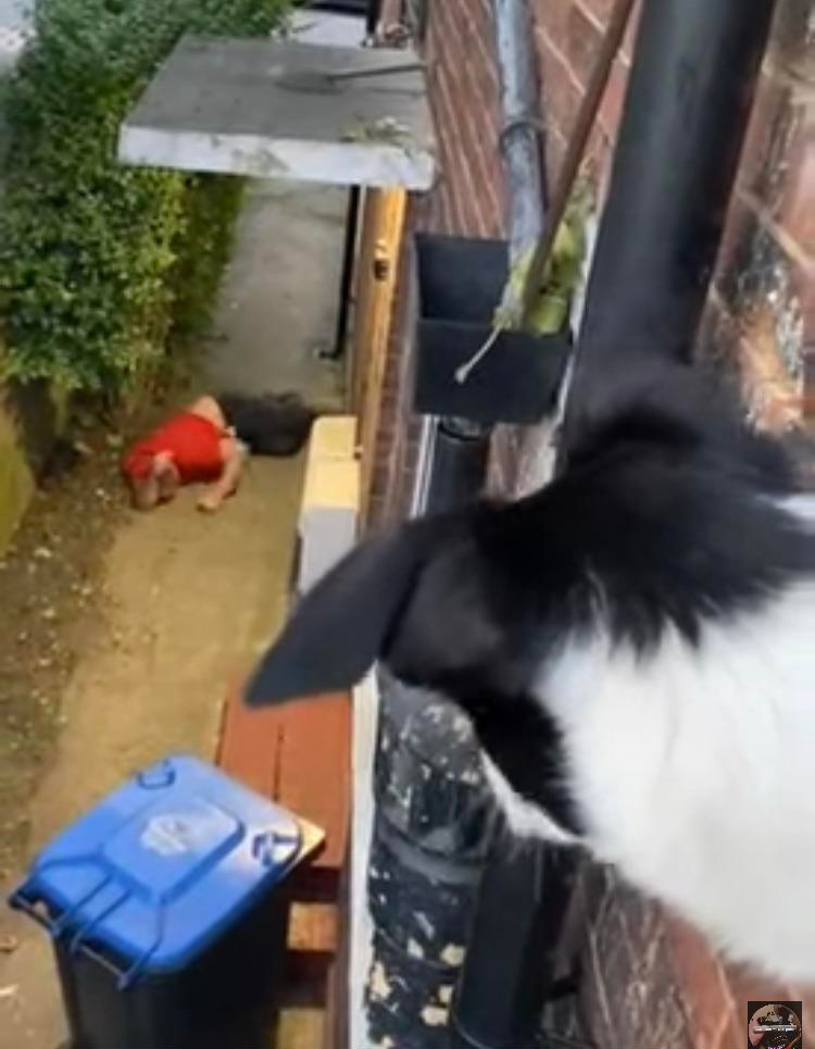 High Quality Dog watches man in alleyway Blank Meme Template