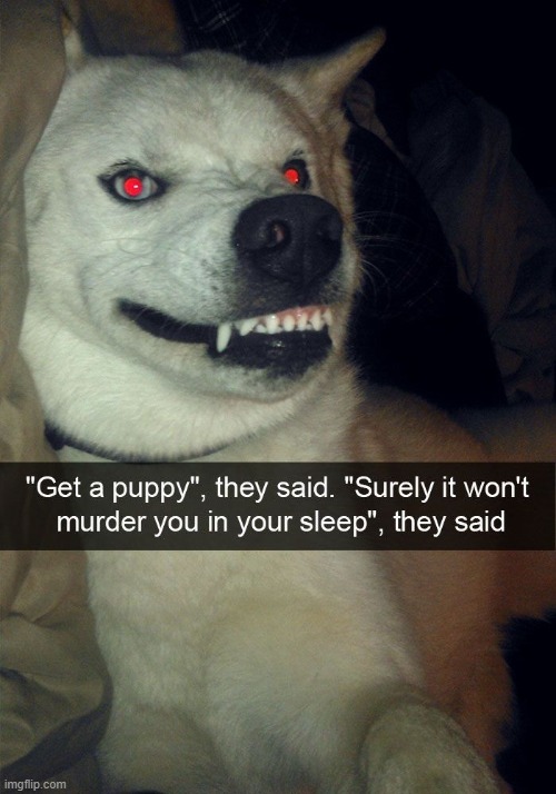 image tagged in dogs | made w/ Imgflip meme maker