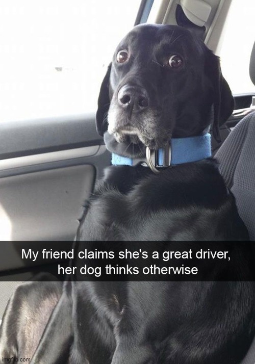his cute eyes lol | image tagged in dogs | made w/ Imgflip meme maker