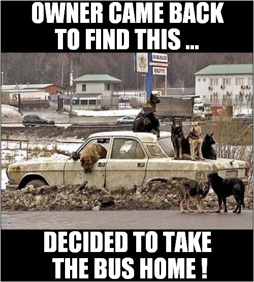 Gang Intimidation ! | OWNER CAME BACK TO FIND THIS ... DECIDED TO TAKE
 THE BUS HOME ! | image tagged in dogs,intimidation,car,bus | made w/ Imgflip meme maker