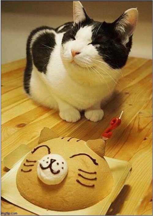 The Customer Is Satisfied ! | image tagged in cats,cakes,satisfaction | made w/ Imgflip meme maker