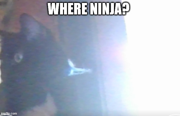 kit wants to see ninja | WHERE NINJA? | made w/ Imgflip meme maker