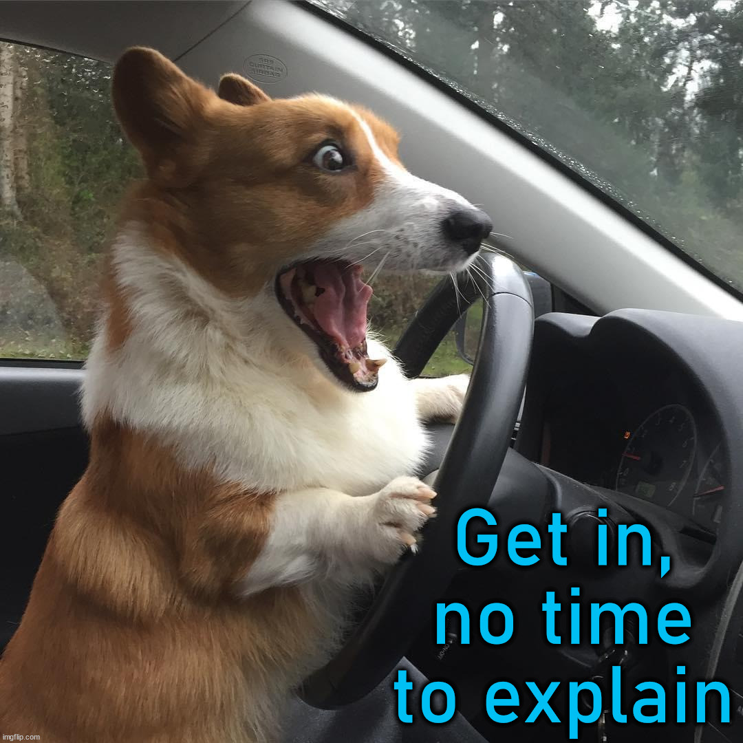 If a corgi is driving, I am getting in | Get in, no time to explain | image tagged in dogs,corgi | made w/ Imgflip meme maker