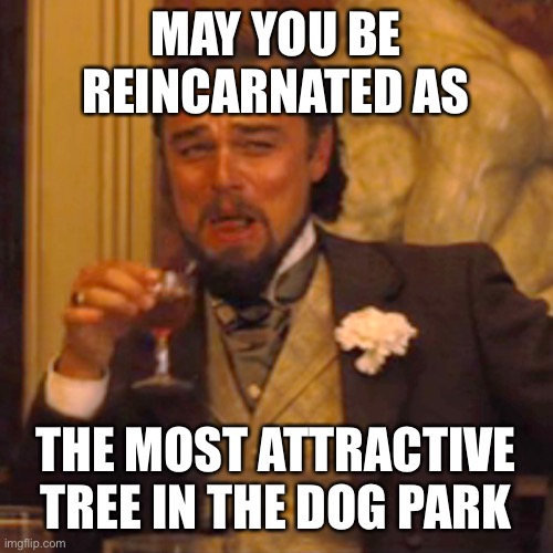 Complimentary insult | MAY YOU BE REINCARNATED AS; THE MOST ATTRACTIVE TREE IN THE DOG PARK | image tagged in memes,laughing leo | made w/ Imgflip meme maker