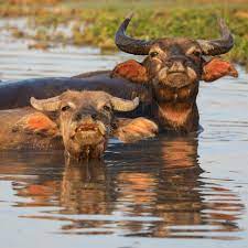 FAKE GNUS! Blank Meme Template