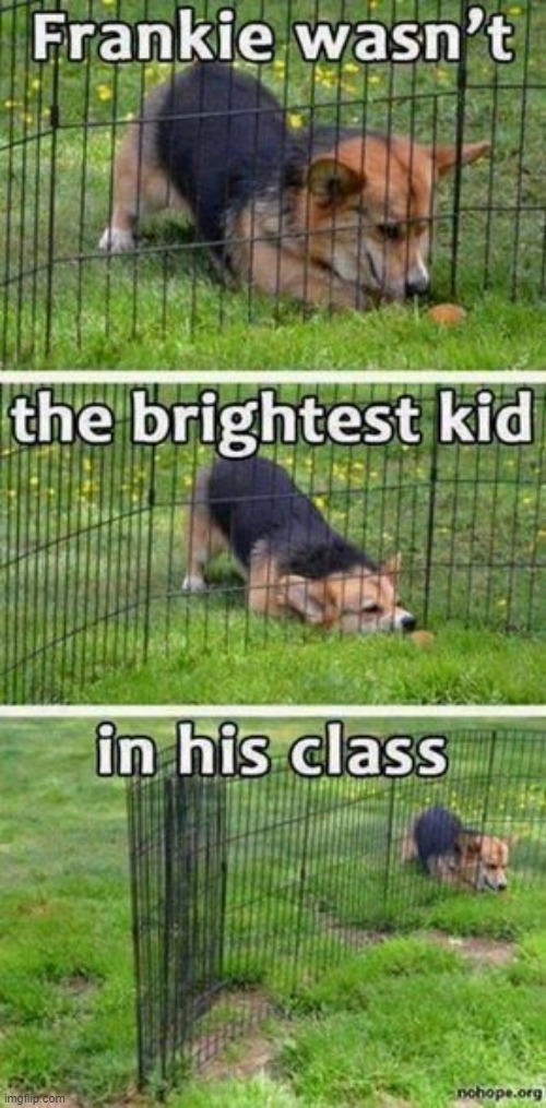 image tagged in dogs | made w/ Imgflip meme maker