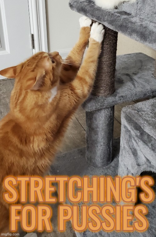 Stretching cat | STRETCHING'S FOR PUSSIES; STRETCHING'S FOR PUSSIES | image tagged in memes,funny,cats,stretching,gym,workout | made w/ Imgflip meme maker