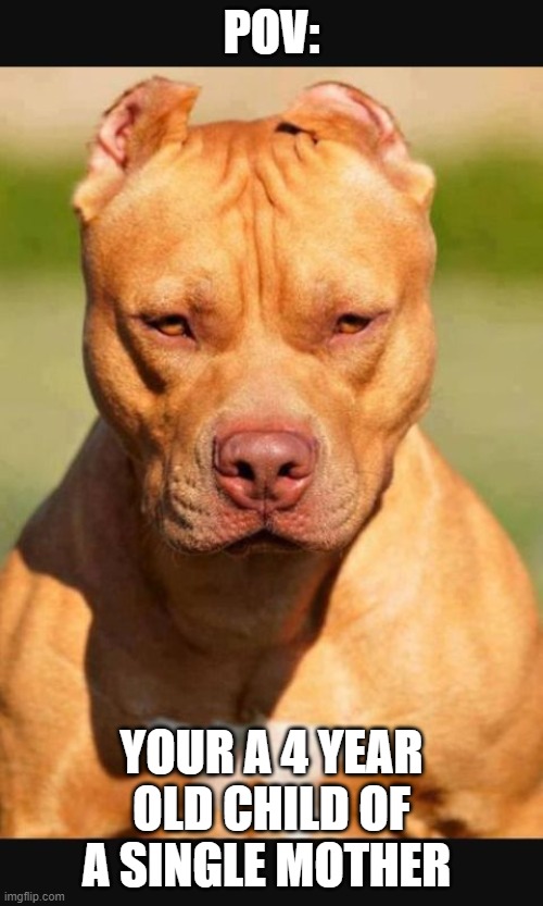 Image Tagged In Pitbull Imgflip