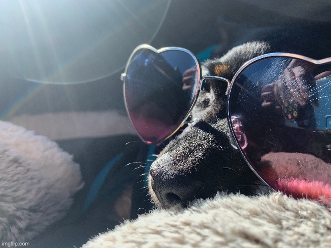 Dog With Sunglasses- Photo Contest- KodiakTheDisappointedDoggo | made w/ Imgflip meme maker